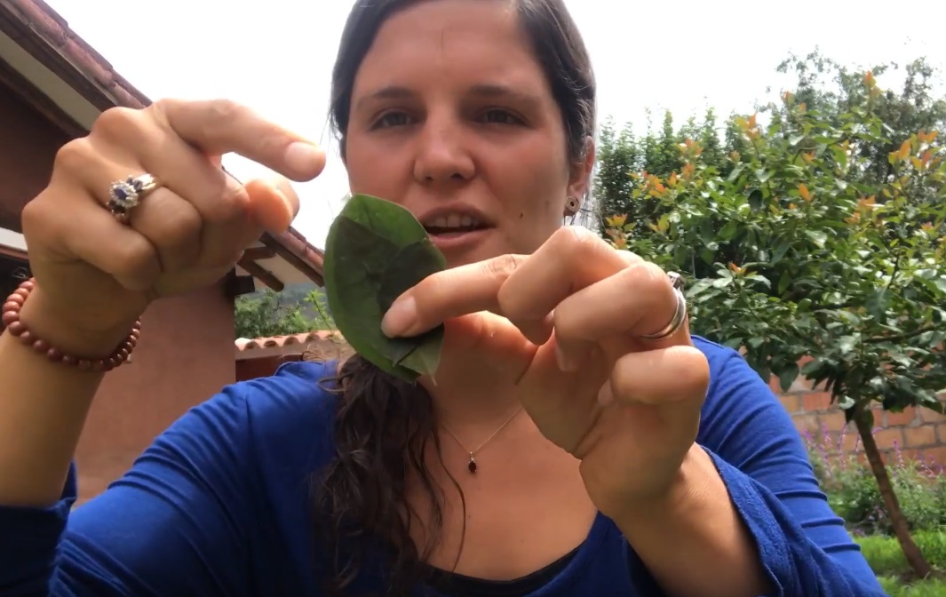 coca-tea-effects-coca-tea-express